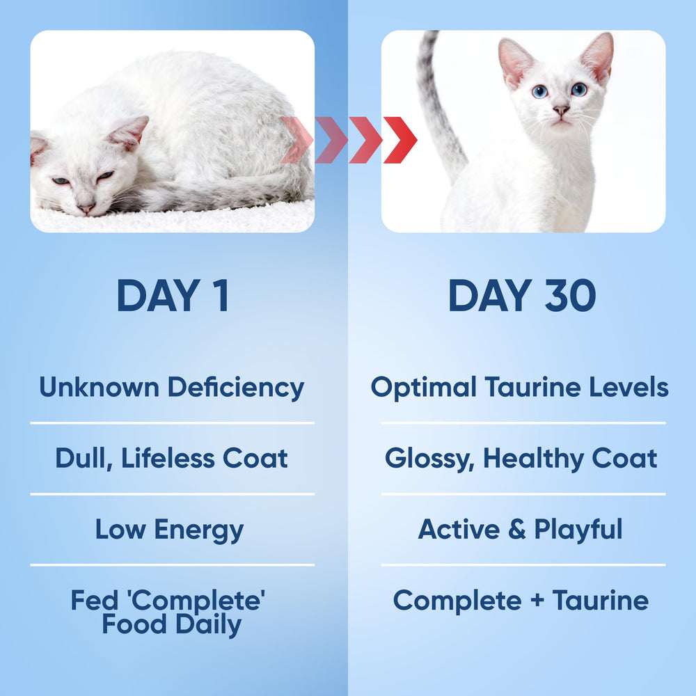 RETPMOSO KittySupps Taurine for kittens to seniors suits multi cat households.