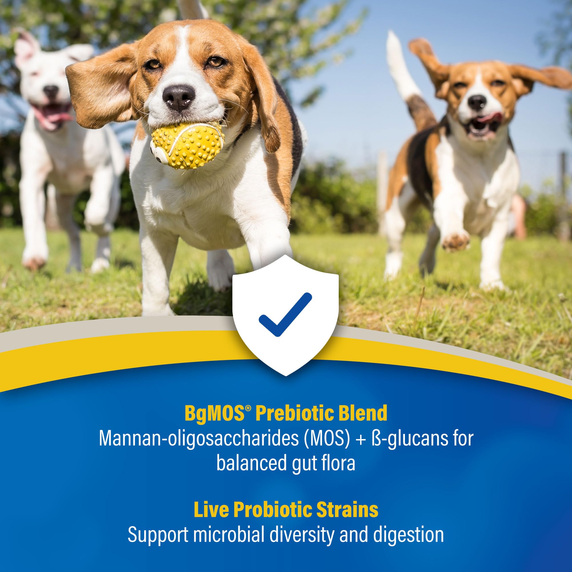 Serving scene of dogs and cats with Doc Roy’s Synbiotics for meals