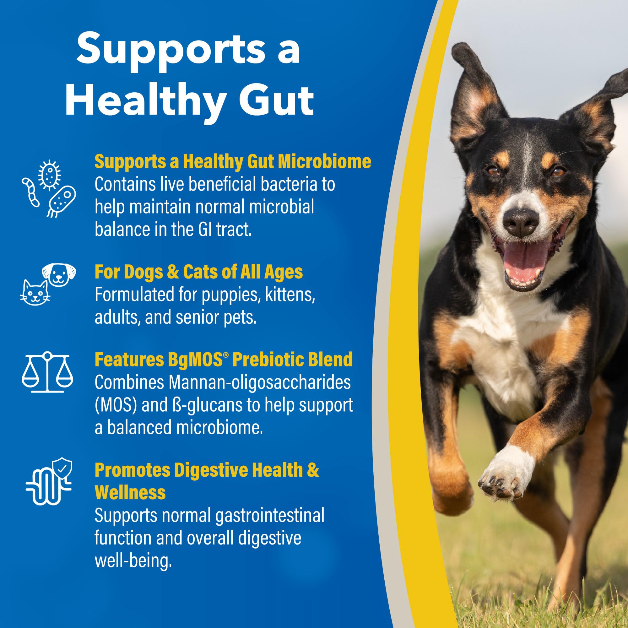 Granules closeup shows live cultures for gut health in Doc Roy’s