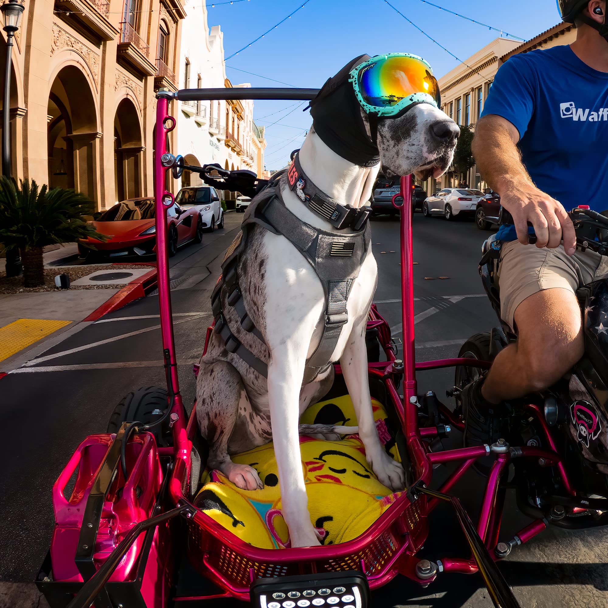 Rex Specs Ear Pro flexible seal ensures snug coverage for active dogs.