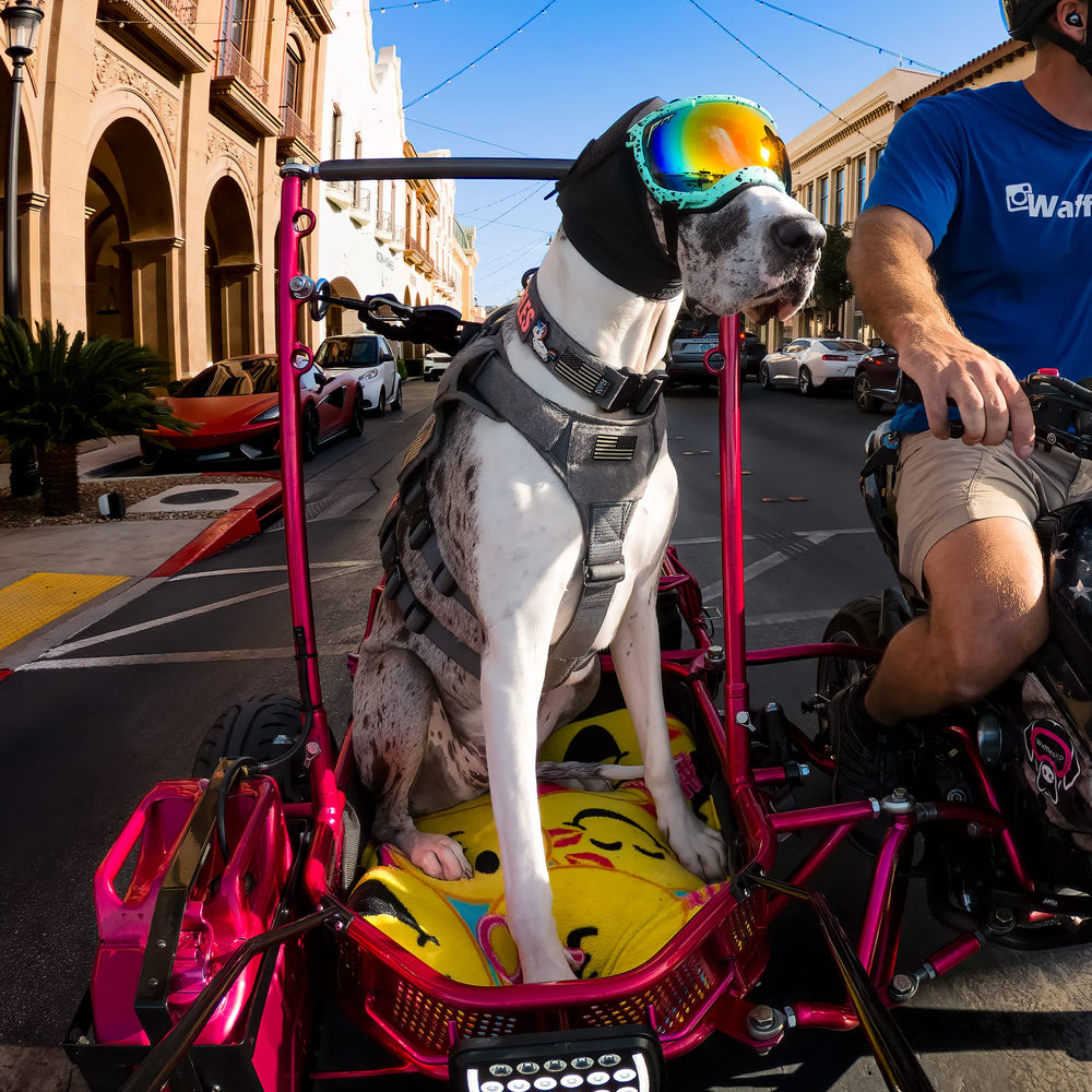 Rex Specs Ear Pro flexible seal ensures snug coverage for active dogs.