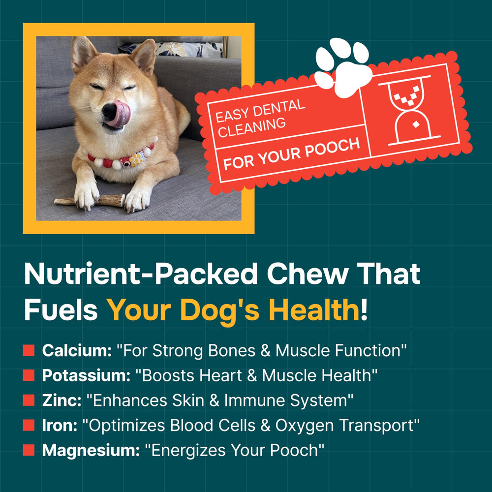 REXIPETS elk antlers medium-dog-chew closeup reveals durable texture for moderate chewers.