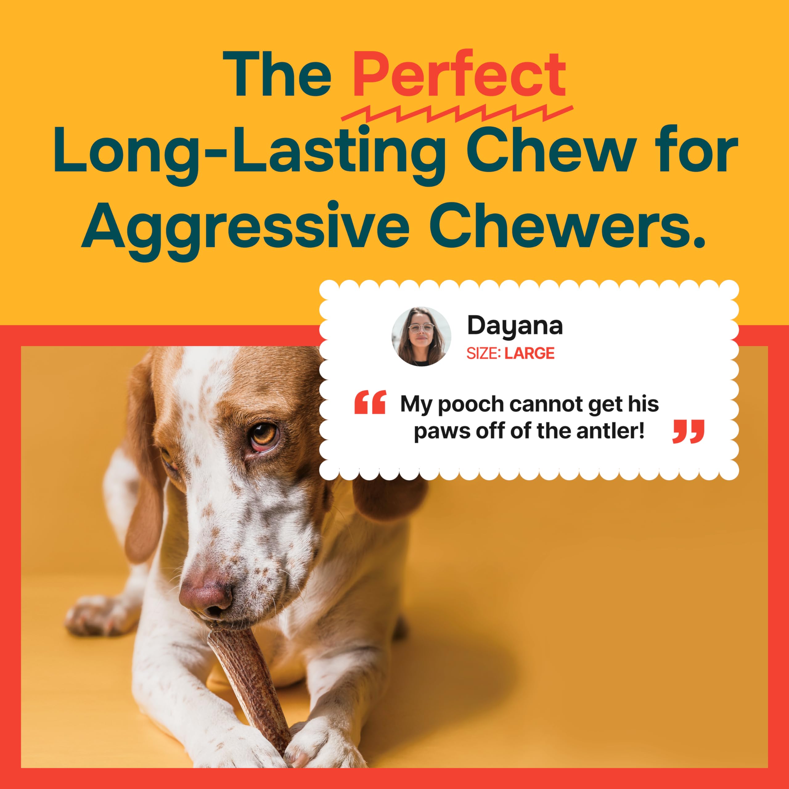 REXIPETS elk antlers nutrient-packed mineral-rich dog chew.