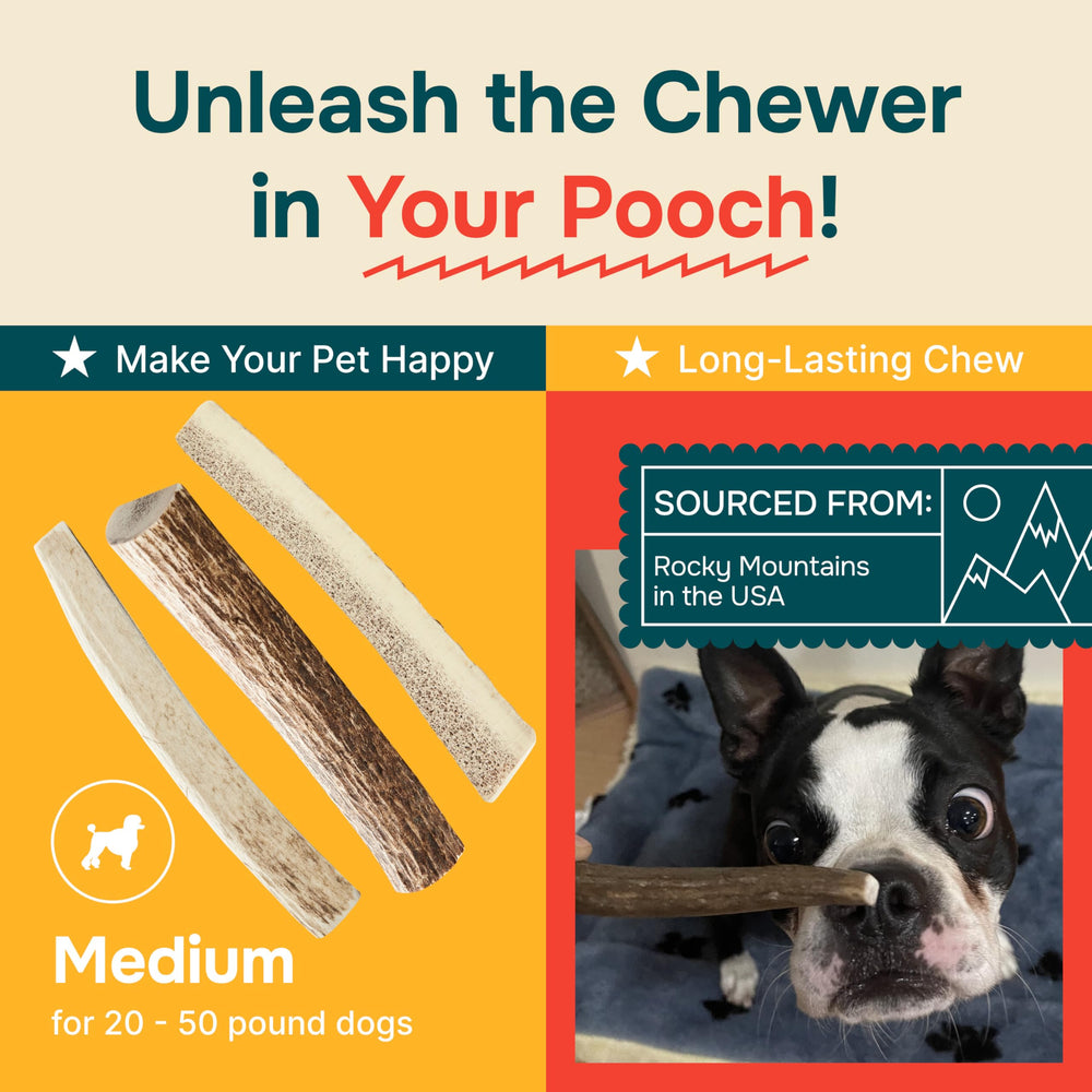 REXIPETS no-smell-no-mess-elk-antler helps keep homes clean during chews.