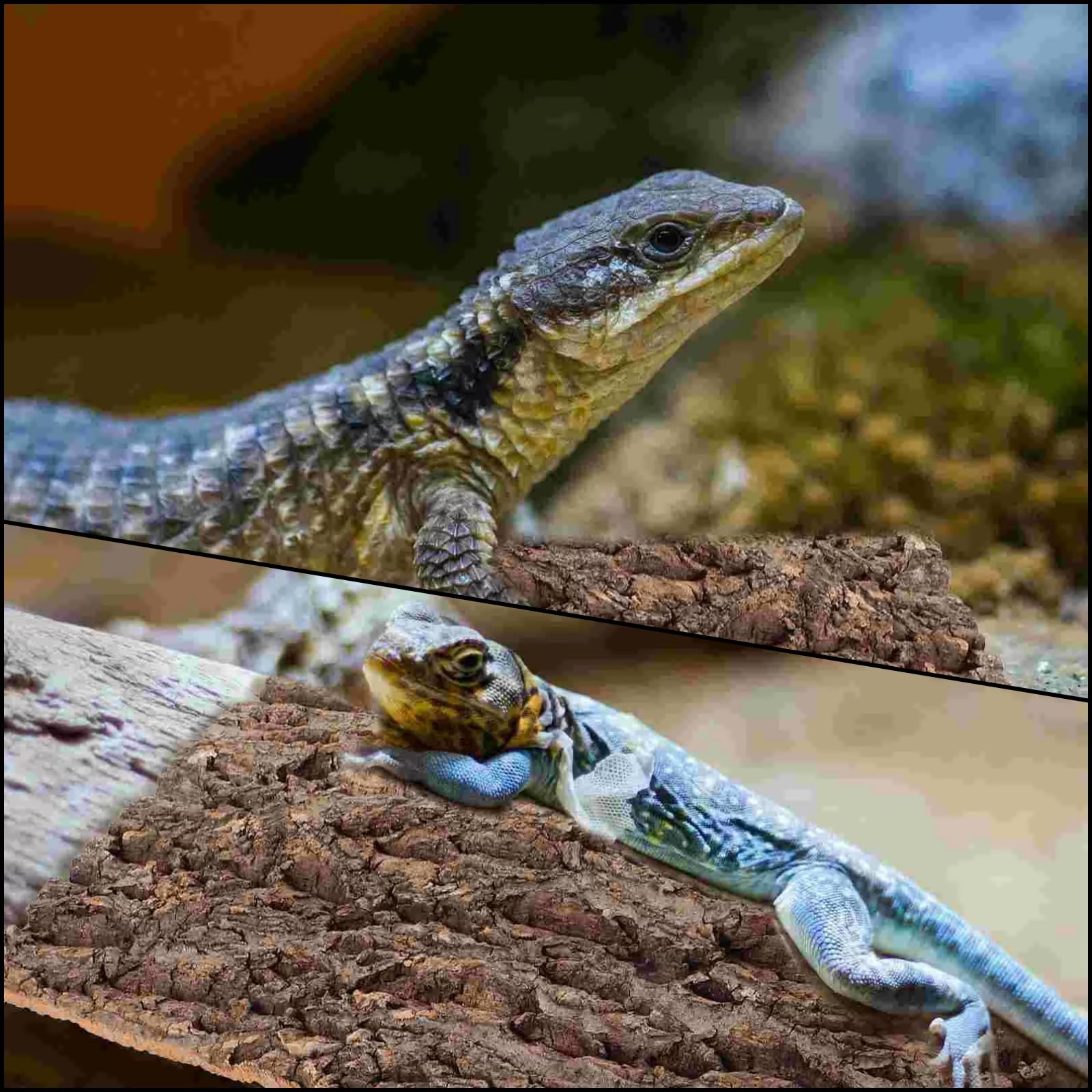 RHBLME cork bark 4-pack terrarium-setup supports engaging habitat design