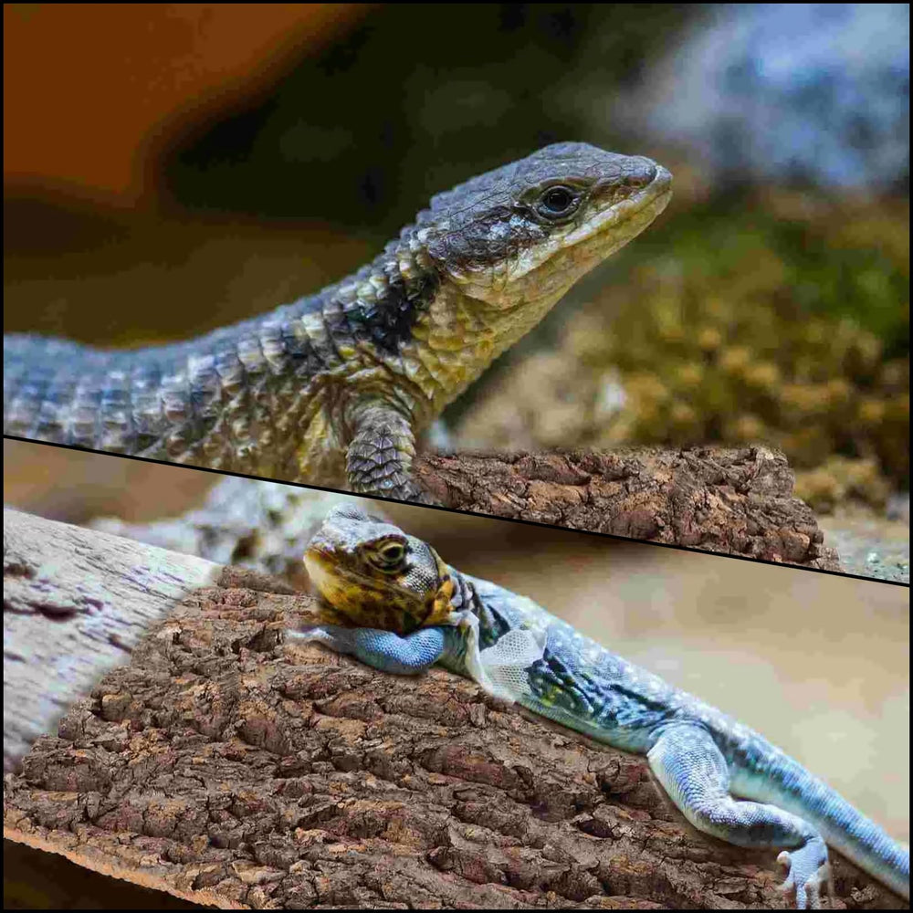 RHBLME cork bark 4-pack terrarium-setup supports engaging habitat design