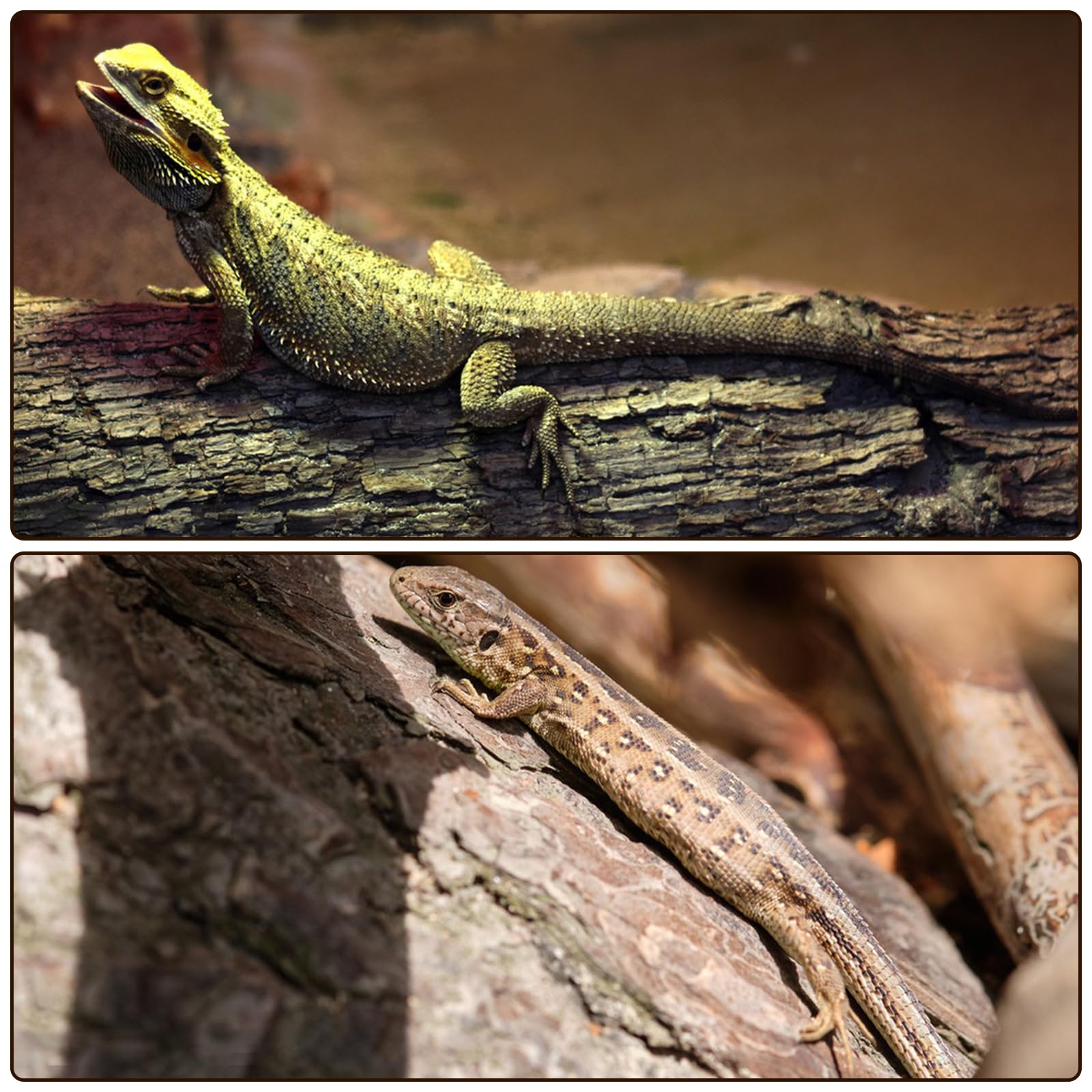 RHBLME cork bark 4-pack wide-applications suited for geckos, bearded dragons, and more