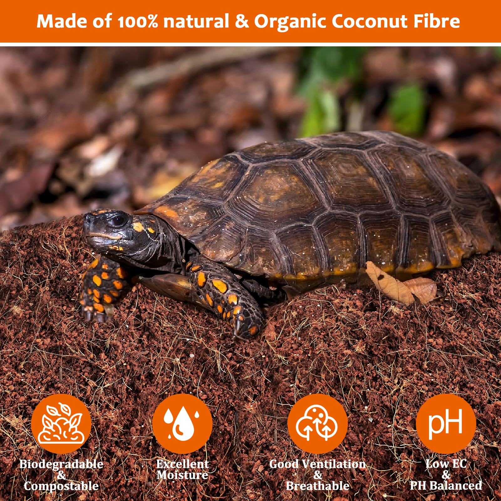 Riare coconut fiber substrate in terrarium, soft and breathable bedding.