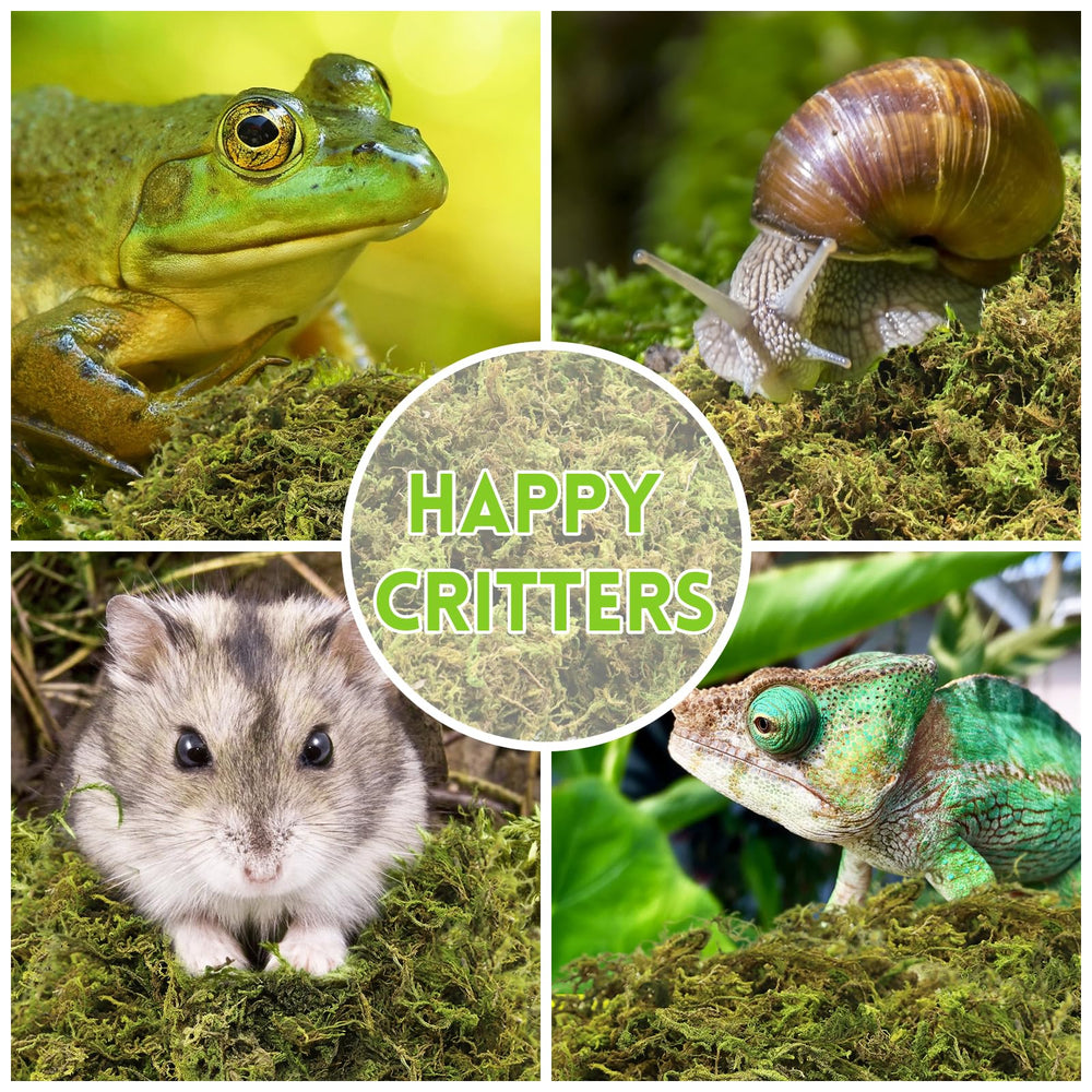 Riare moss substrate—organic nutrient-rich top layer for plants and terrarium decor.