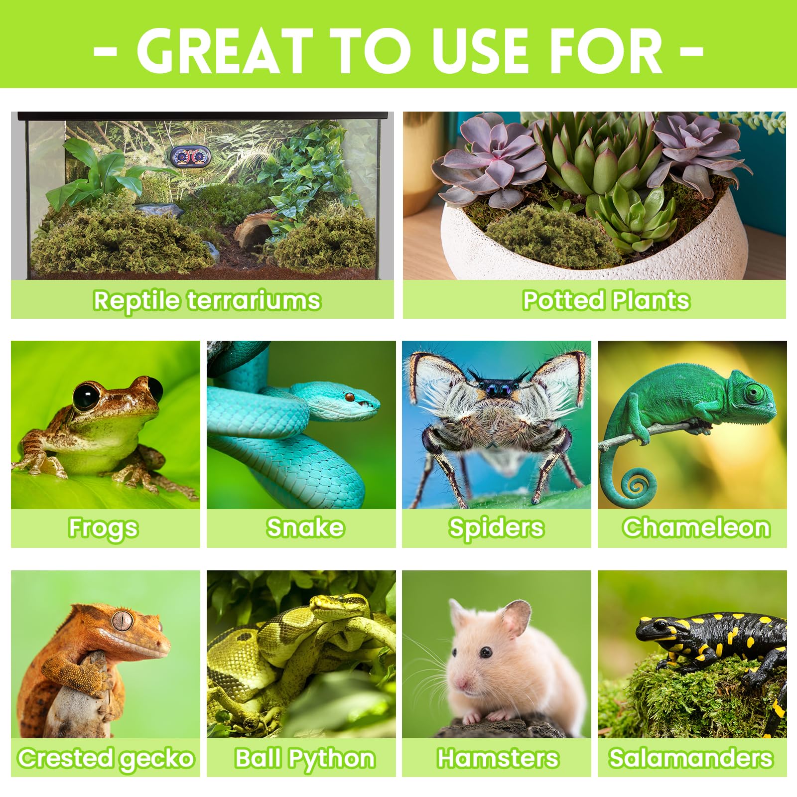 Riare musgo Sphagnum natural es sustrato transpirable para reptiles y plantas.