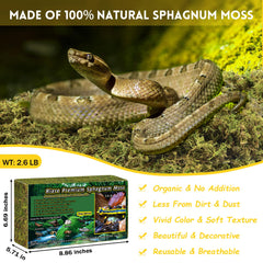 Riare natural live moss in terrarium detail showing lush substrate for humidity