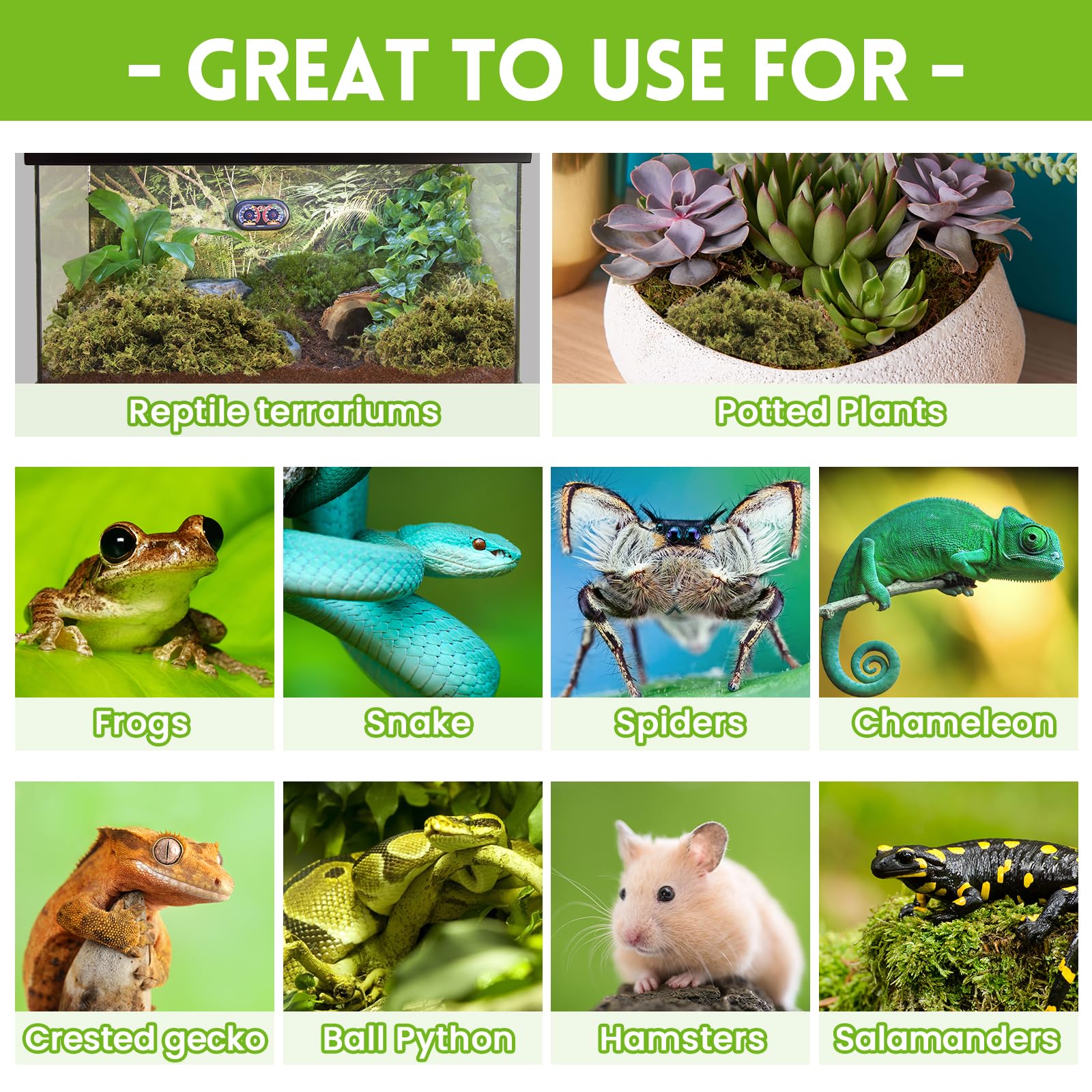 Riare organic moss substrate—breathable and nourishing, ideal for snakes and geckos.