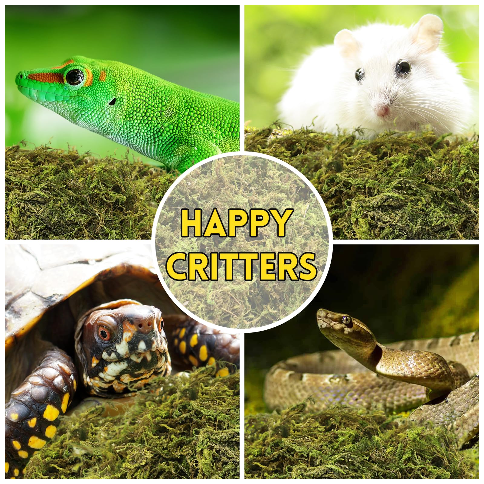 Riare 2.6lb packaging moss ready-to-use for terrarium setups