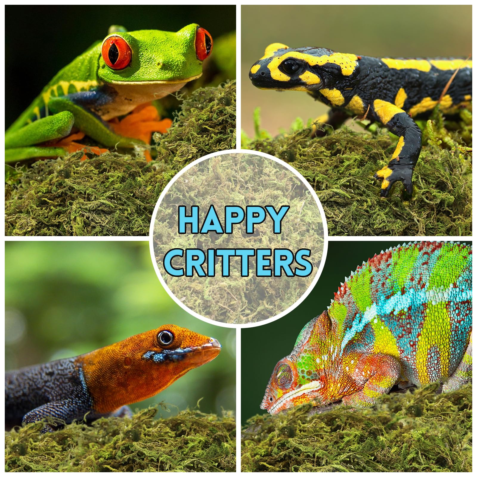 Riare sphagnum moss serves as garden-nourish substrate for plants.