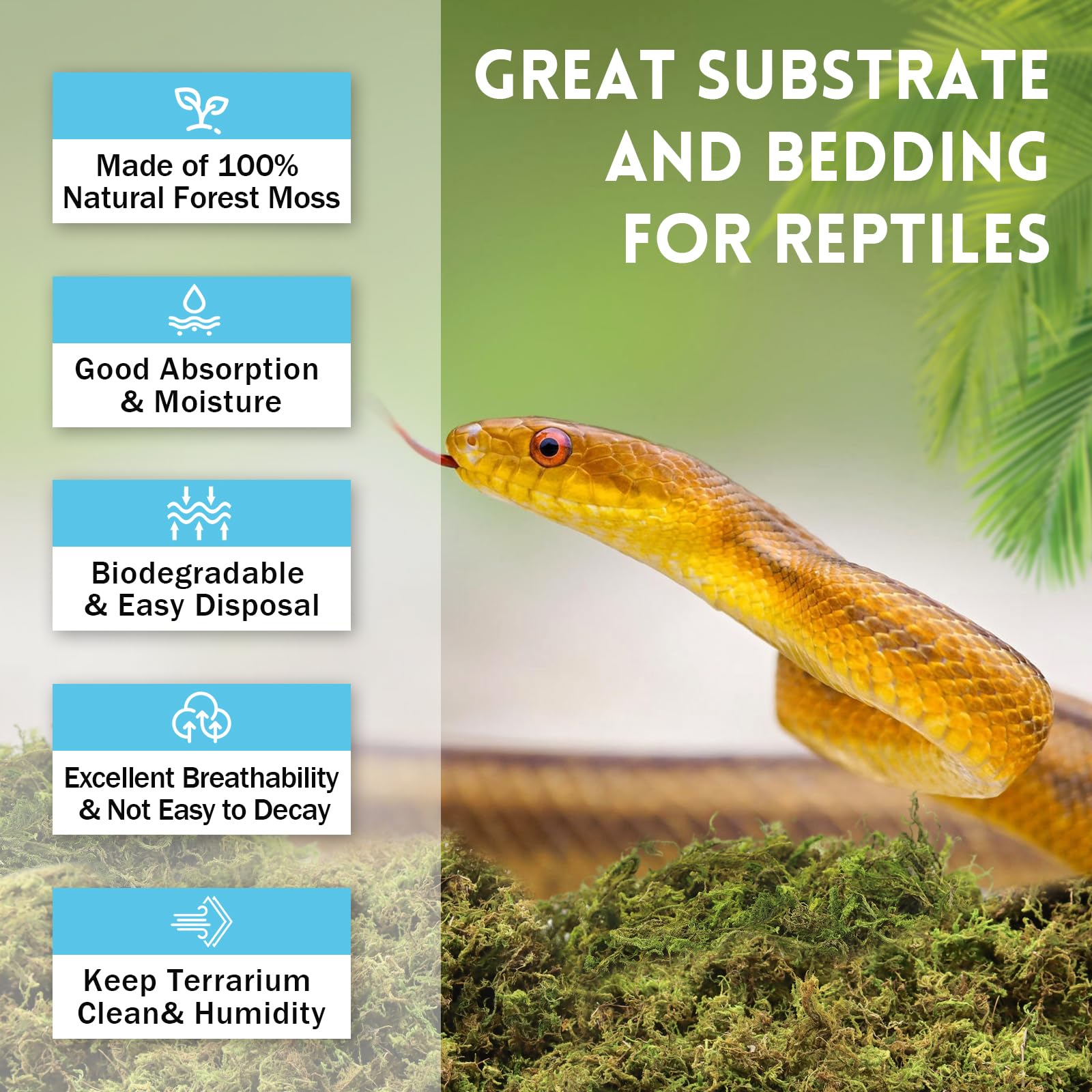 Riare sphagnum moss in terrarium habitat promotes natural humidity and comfort.