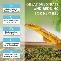 Riare sphagnum moss in terrarium habitat promotes natural humidity and comfort.