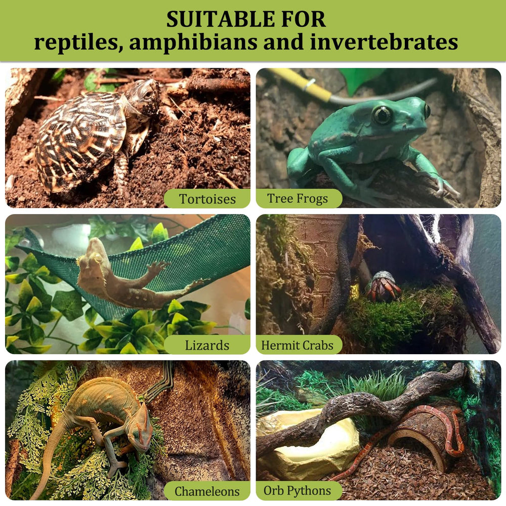 Riare terrarium substrate in use with live plants demonstrates bioactive compatibility.
