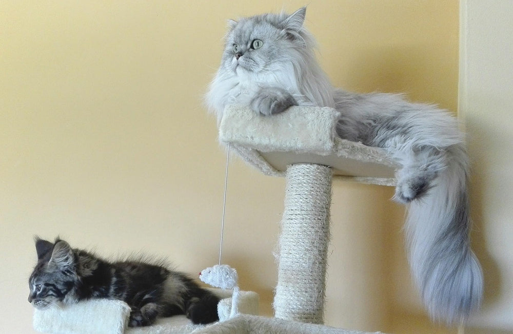 Riemex 4mm rope durability endures daily cat scratching and active play.