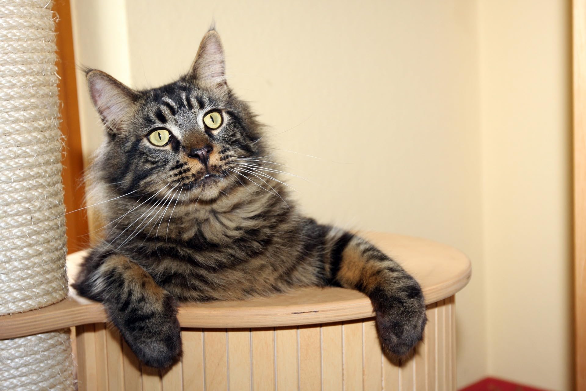 Riemex DIY cat tree rope enables customized scratching surfaces and play structures.