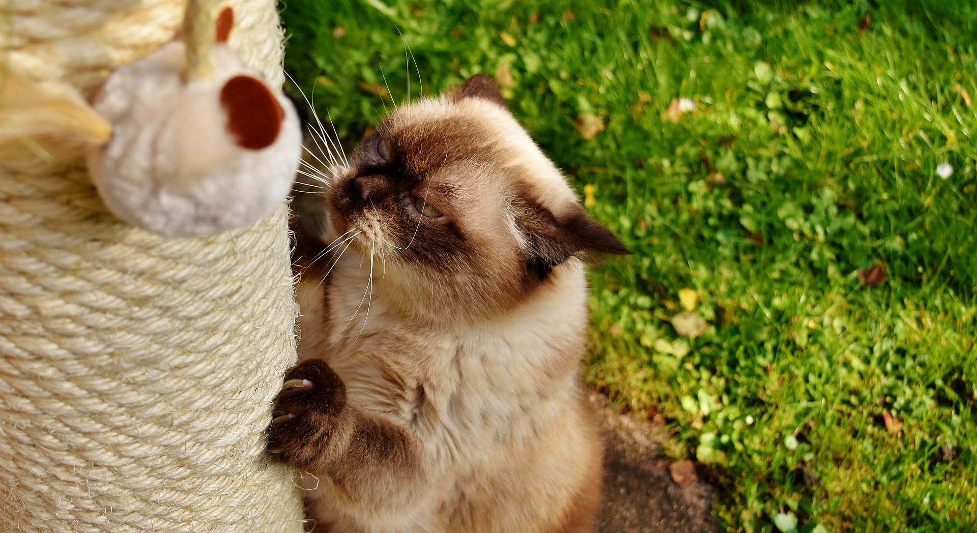 Riemex eco-friendly natural fiber option supports pet-friendly home projects.