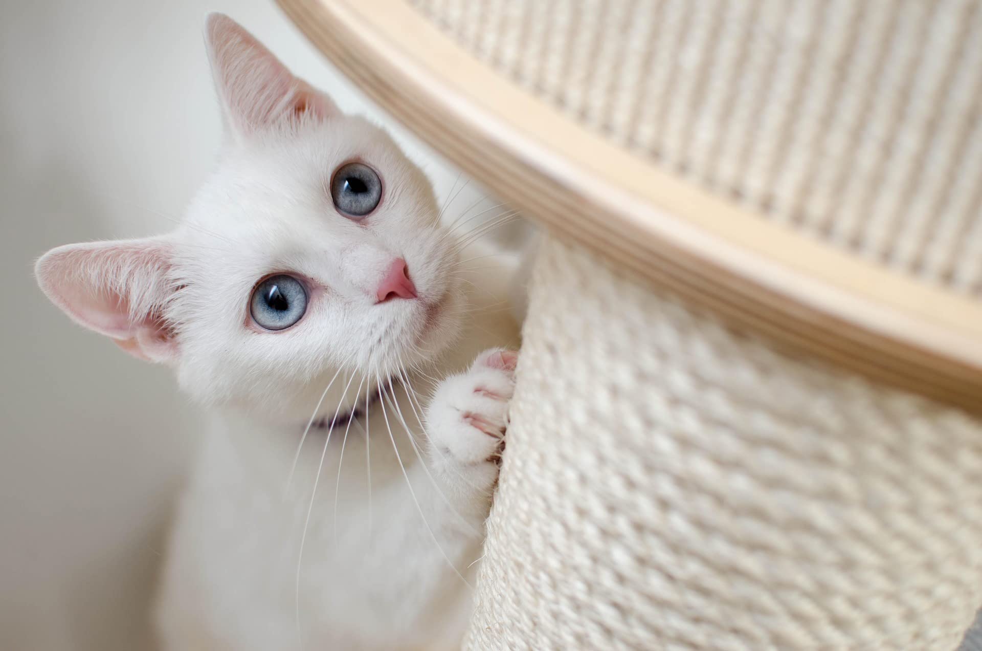 Riemex rope installation ideas showcase easy DIY setups for cat furniture.