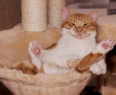Riemex sisal rope used for DIY cat tree assembly inspires creative projects