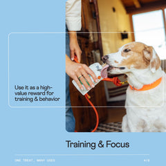 Rigby enrichment with Kong or lick-mat for focused play.