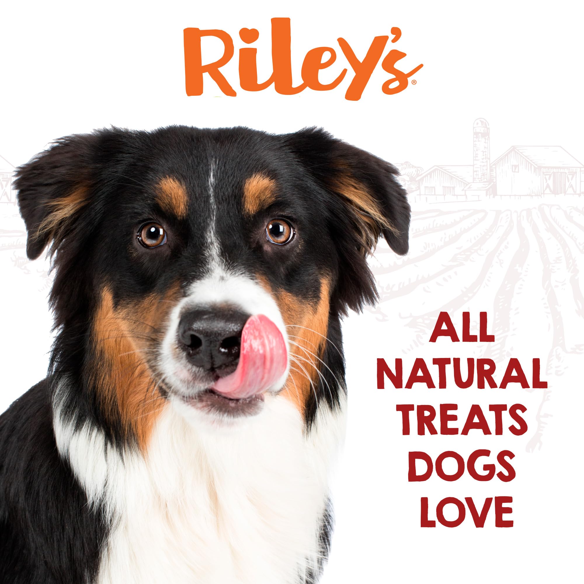 Riley's collagen chew sticks shown in a dog enjoying extended chewing session.