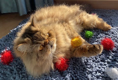 RIMOBUL soft plush cat ball viewed for gentle play