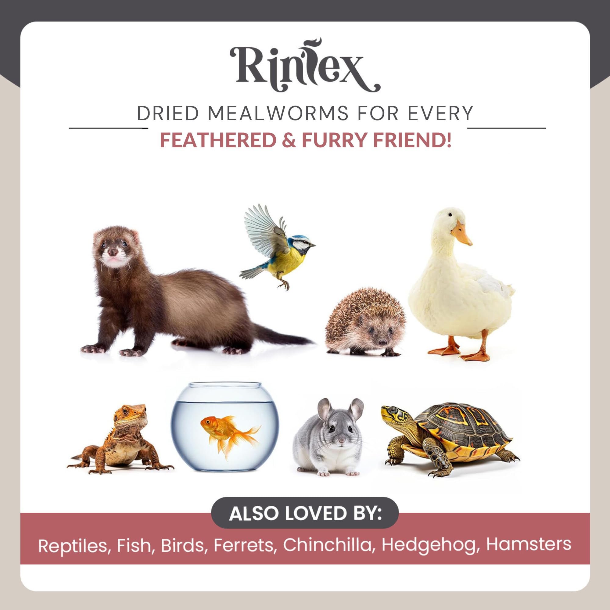 Rinlex dried mealworms bluebird feeding scene showcasing bluebird use