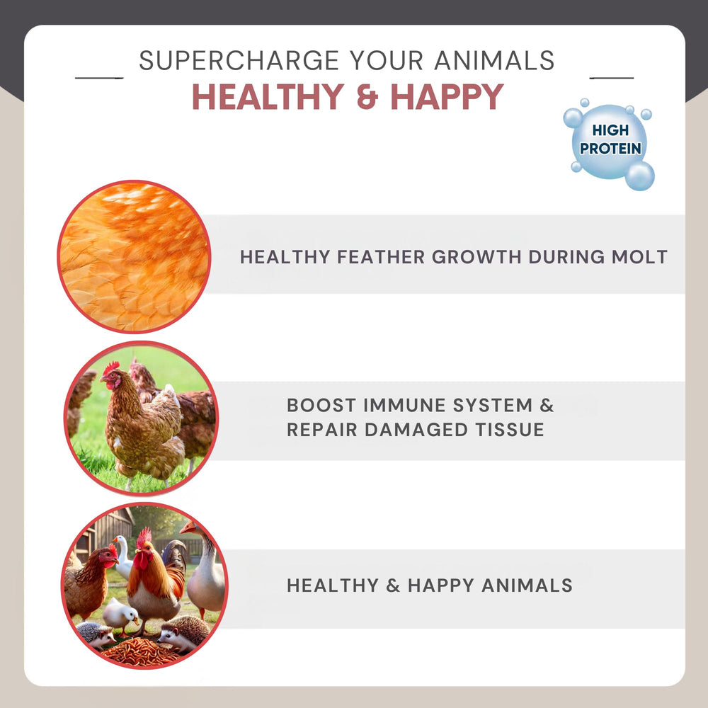 Rinlex dried mealworms poured into a chicken feeder for laying hens
