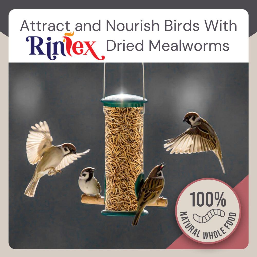 Rinlex dried mealworms supporting egg quality in hens