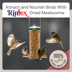 Rinlex dried mealworms supporting egg quality in hens
