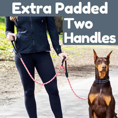 Roam Gear dual padded handles provide comfortable grip during active dogs.