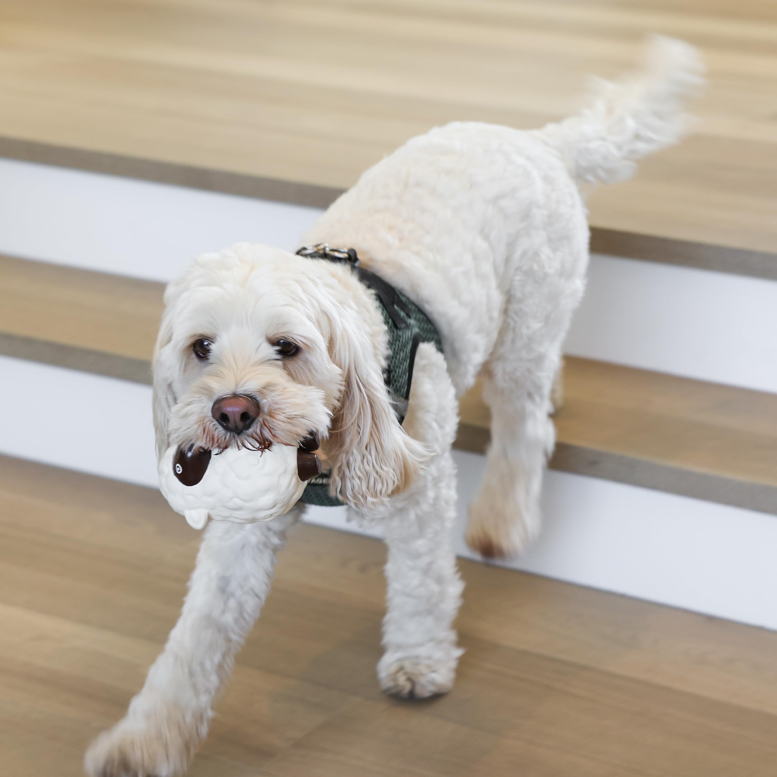 rocket & rex anxiety-relief toy scene conveys calmer happier dogs during chewtime