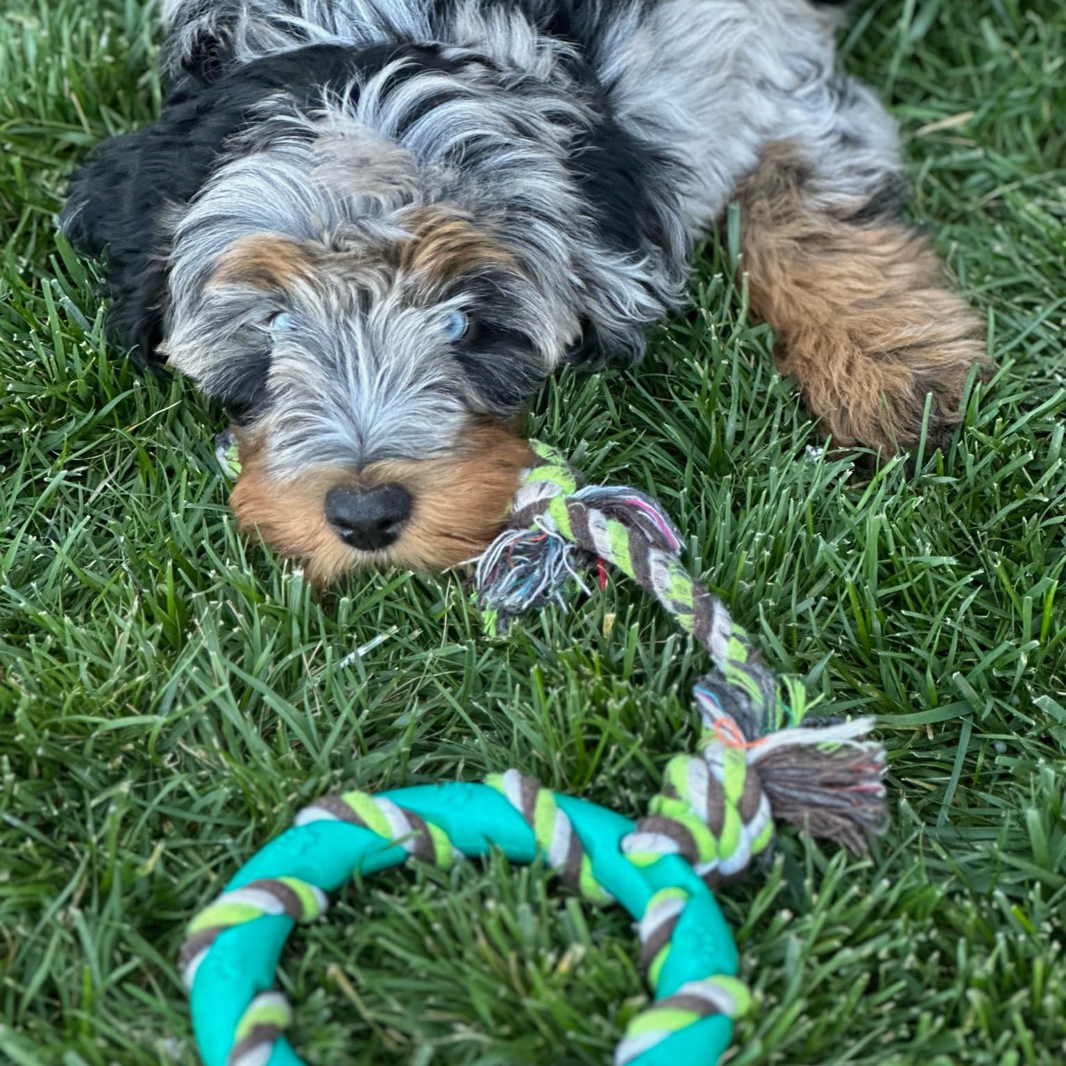 rocket & rex cotton rope toy ball with bell highlights interactive play and fetch