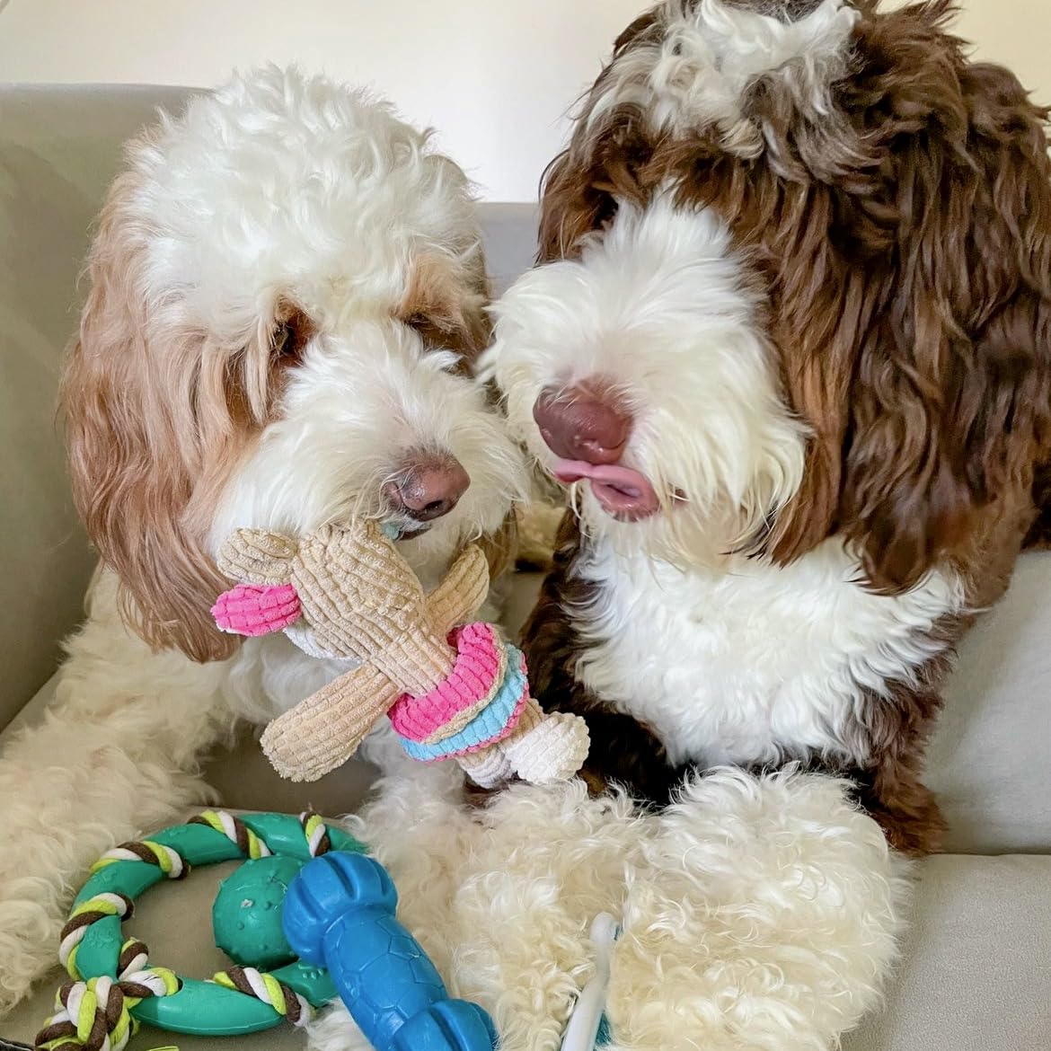 rocket & rex puppy chewing session demonstrates teething relief and focused play