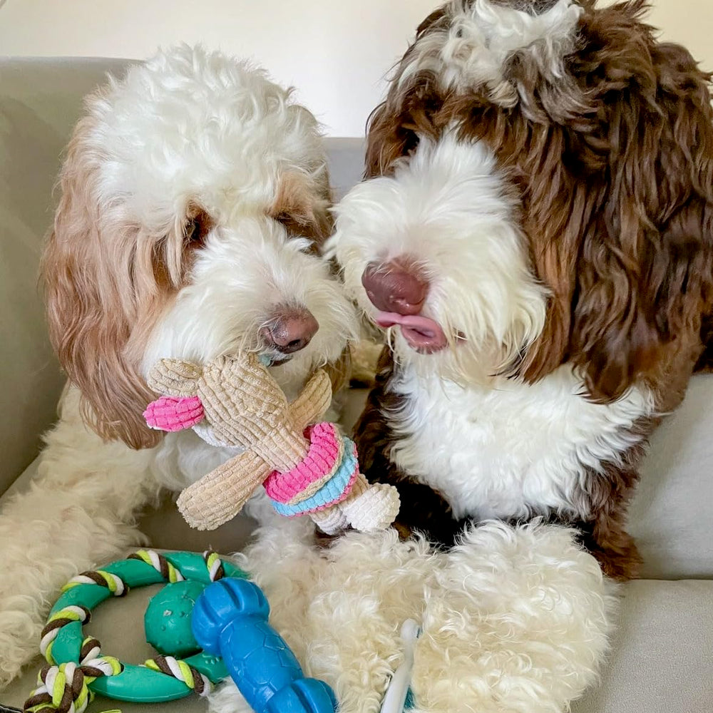 rocket & rex puppy chewing session demonstrates teething relief and focused play