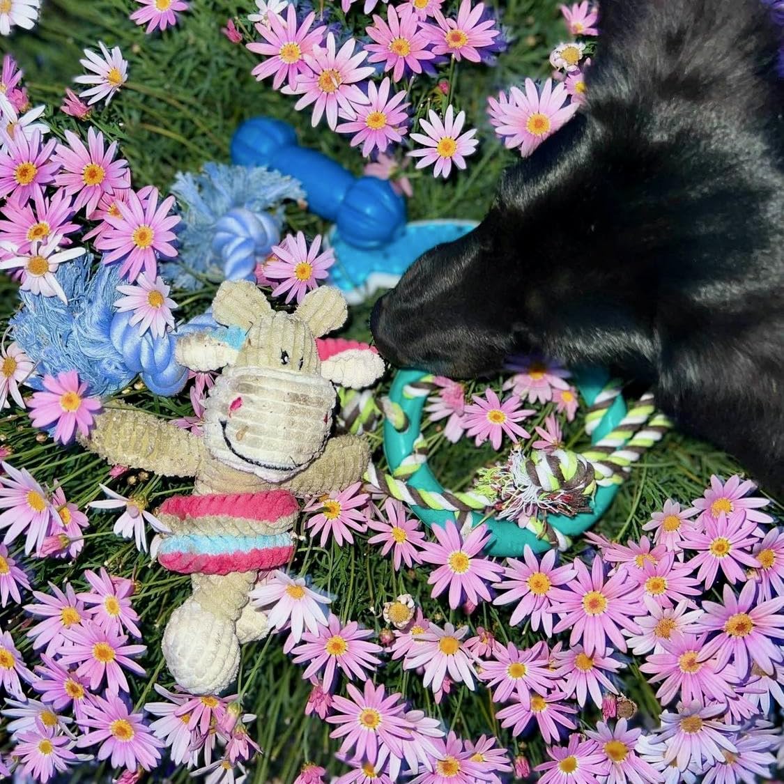 rocket & rex safe materials closeup emphasizes non-toxic rubber and cotton build