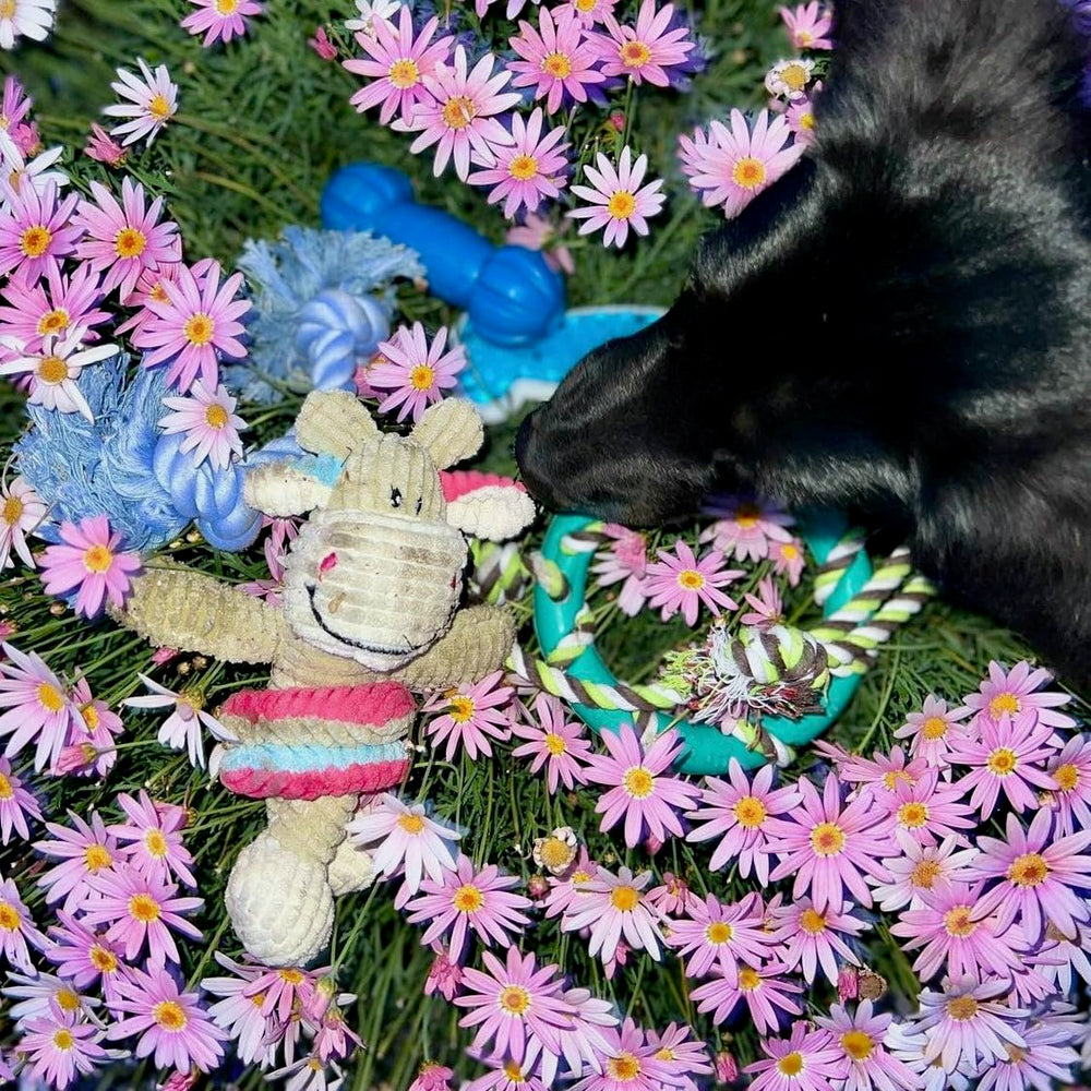 rocket & rex safe materials closeup emphasizes non-toxic rubber and cotton build