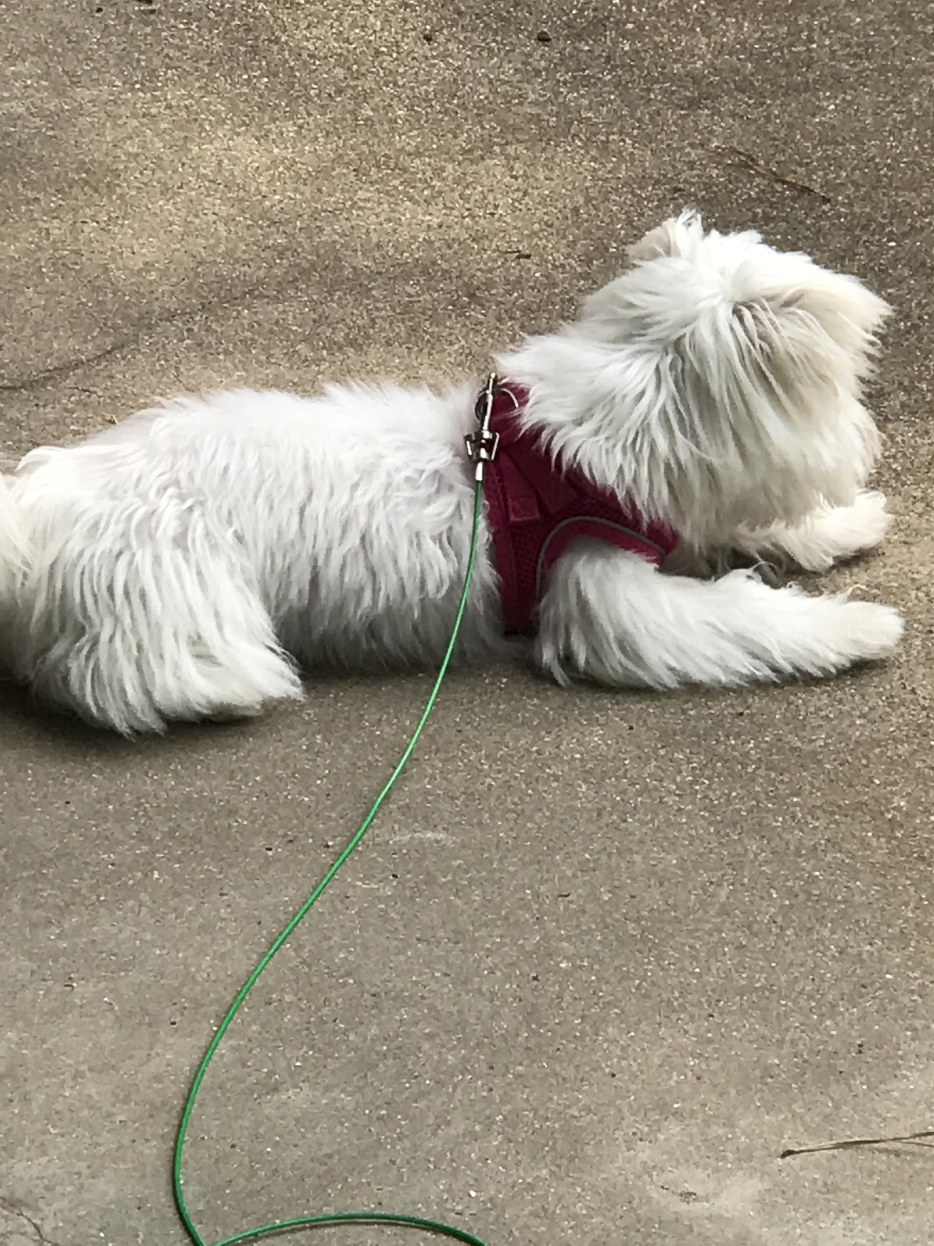 Rocky Mountain Goods dog tie out cable with vinyl coating for rust resistance.
