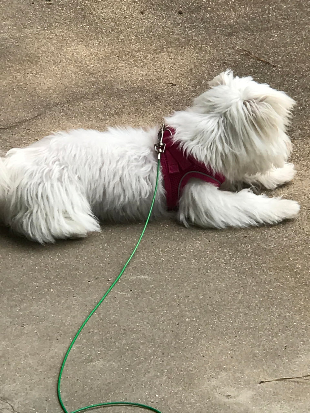 Rocky Mountain Goods dog tie out cable with vinyl coating for rust resistance.