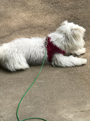 Rocky Mountain Goods dog tie out cable with vinyl coating for rust resistance.