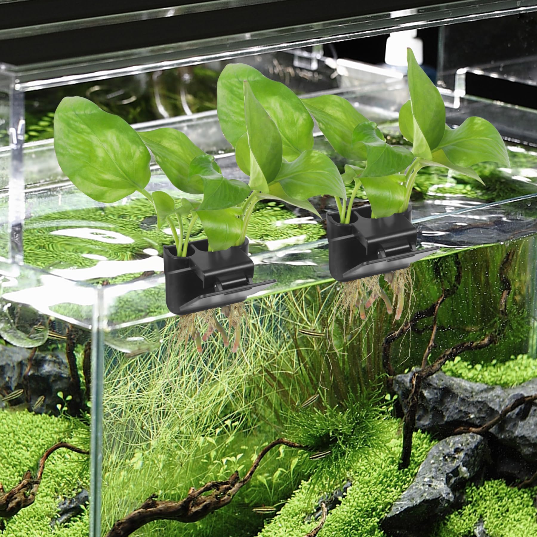 Roetelo plant cup doubles as decorative aquarium accent in home tanks