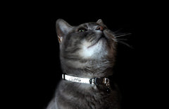 Breakaway buckle settings on Rogz GlowCat collar for different cat weights