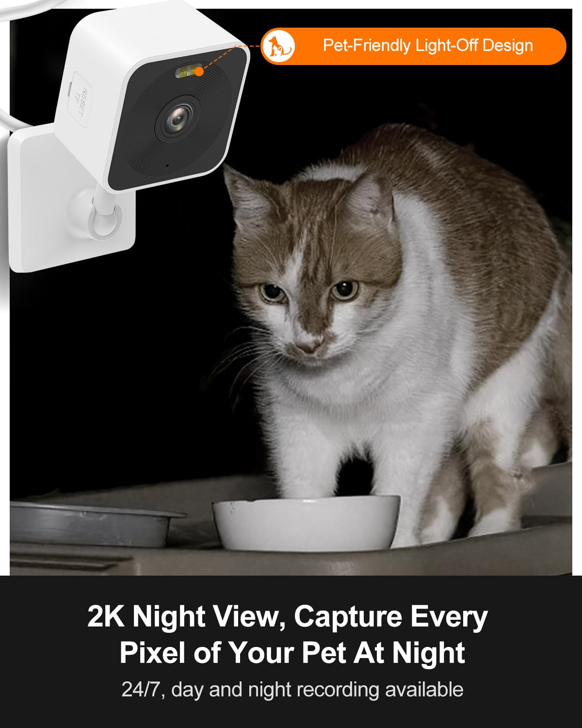 Rolimate pet camera night vision reveals nighttime cat activity with clear detail