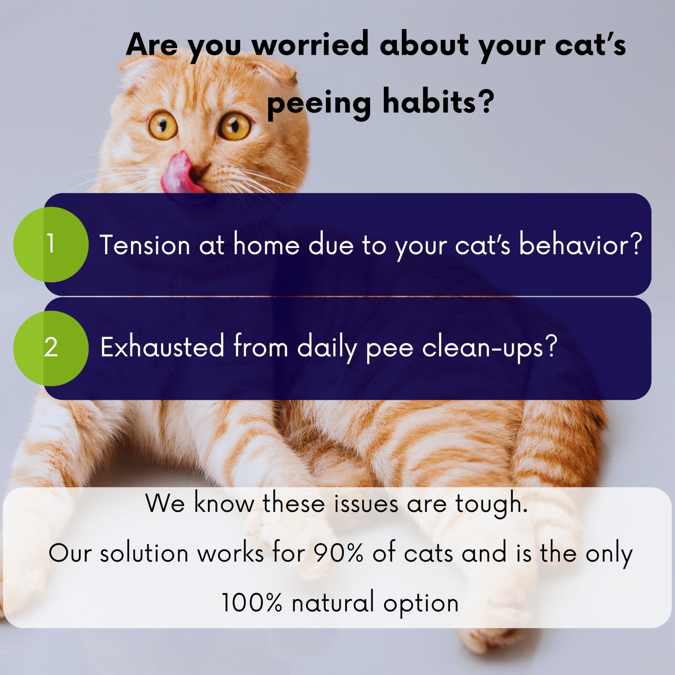 Rollerpawster cat relaxing collar fit demonstrates comfortable daily use