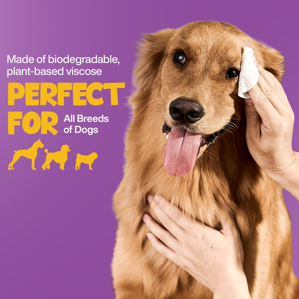 ROOFUS THE DOG Eye Wipes aftercare closeup shows clean, bright eye area.