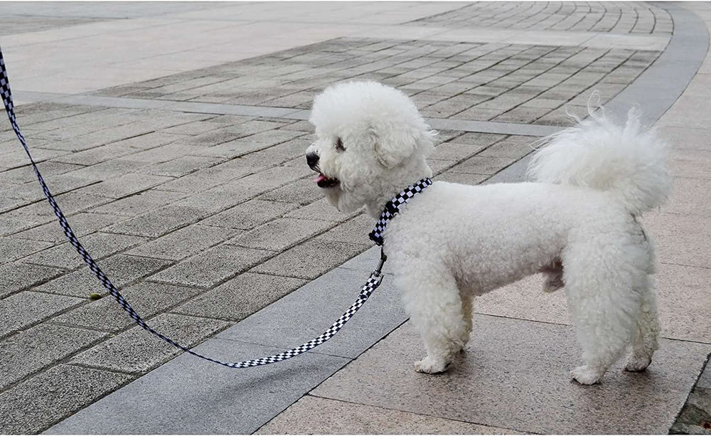Roses&Poetry dog model wearing collar showcases comfortable fit across breeds
