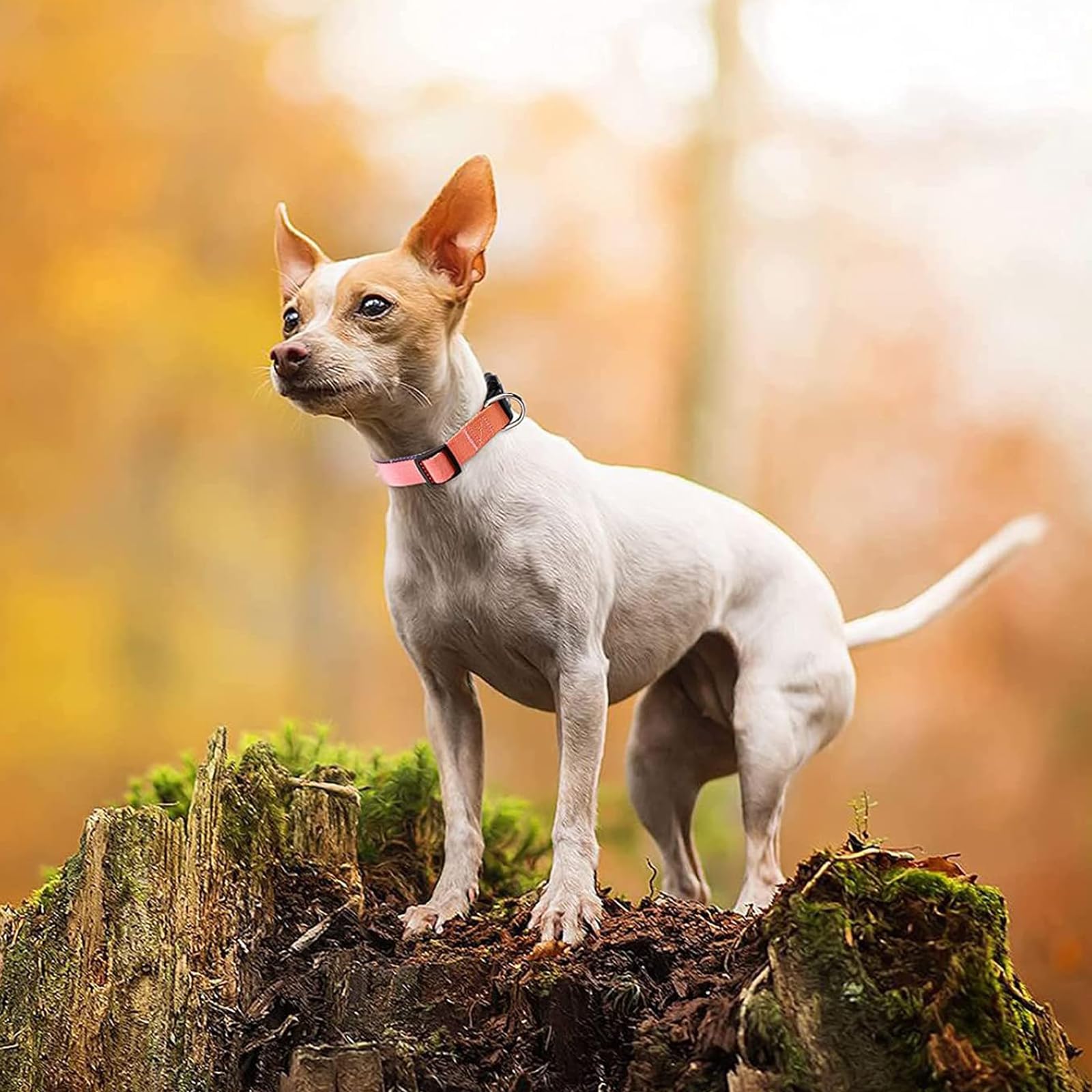 Roses&Poetry high-reflective tape keeps dogs visible during dusk adventures.